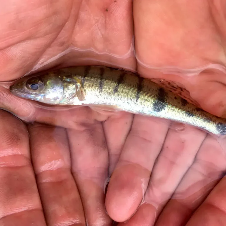 aboutfish_05_8509